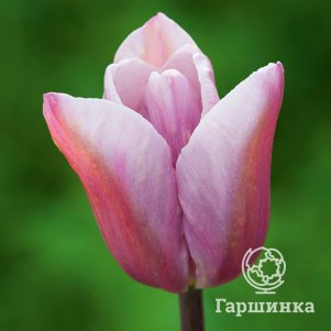 

Тюльпан Мистрес Мистик Триумф 5шт