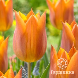 

Тюльпан Реквест лилиецветный 3 шт.