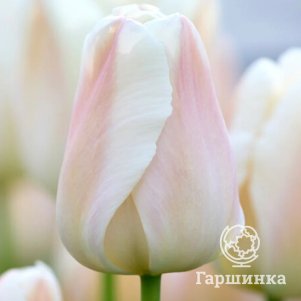 

Тюльпан Априкот Прайд Дарвина 5шт
