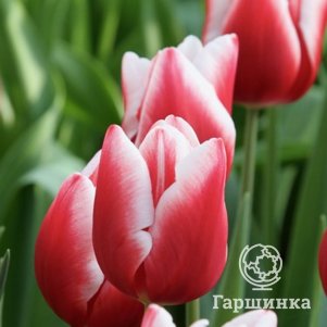 

Тюльпан Юниверсум Триумф 3 шт