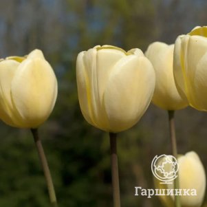 

Тюльпан Айвори Флорадейл Дарвина 5шт