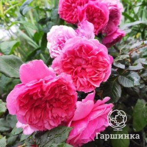 

Роза Ладюри шраб, Питомник роз