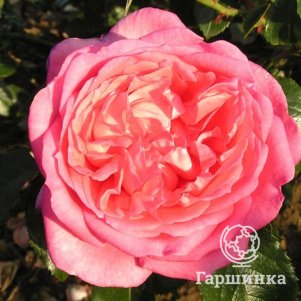 

Роза Ля роз де Молинар шраб, Питомник роз