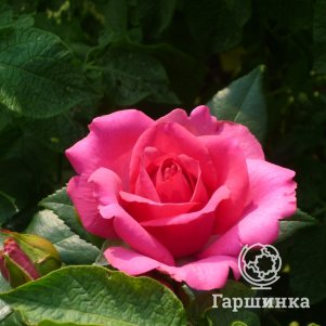 

Роза Маритим плетистая, Питомник роз