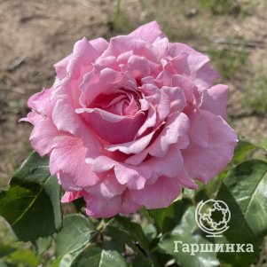 

Роза Мемориал Дэй чайно-гибридная, Питомник роз