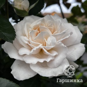 

Роза Мисс Диор шраб, Питомник роз