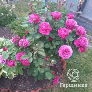 

Роза Олд Порт флорибунда, Питомник роз