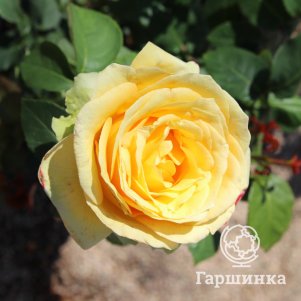 

Роза Святой Патрик чайно-гибридная, Питомник роз