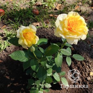 

Роза Скайлайн, Питомник роз