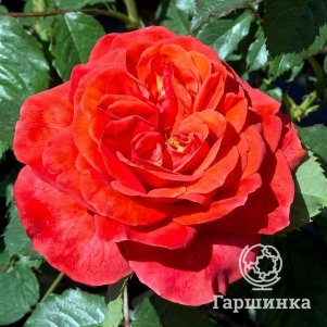 Роза Стефан Берн шраб, Питомник роз