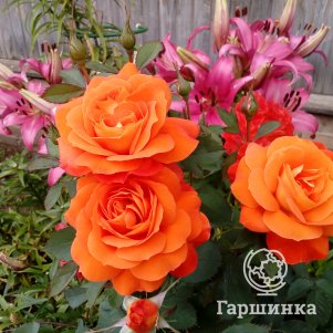 

Роза Супер Трупер флорибунда, Питомник роз