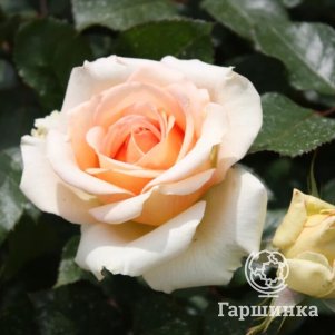 

Роза Таити чайно-гибридная, Питомник роз