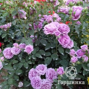 

Роза Терра Лимбургия флорибунда, Питомник роз