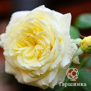 

Роза Эльф, Питомник роз