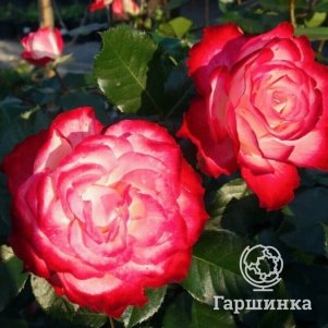

Роза Юбилей Санкт Петербурга флорибунда, Питомник роз