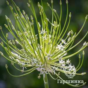 

Лук декоративный Арктик Сноу 1 шт