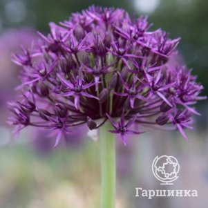 

Лук декоративный Фирмамент 3 шт
