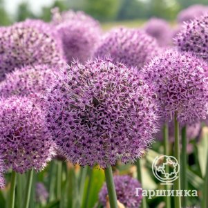 

Лук декоративный Лаки Балунс 1 шт