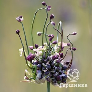

Лук декоративный Арт 5 шт