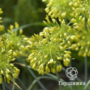 

Лук декоративный Еллоу Фэнтези 5 шт