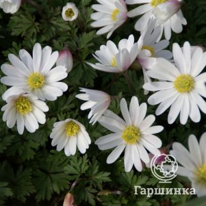 

Анемона (Ветреница) Бланда Вайт Сплендор 5шт