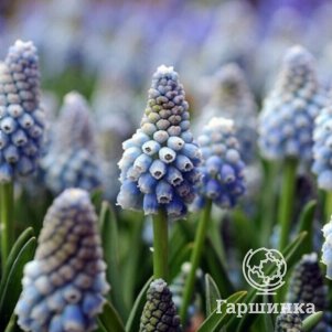 

Мускари Океан Меджик 10шт