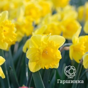 

Нарцисс Стандарт Велью 3 шт