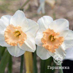 

Нарцисс Мон Шери крупнокорончатый 5шт.