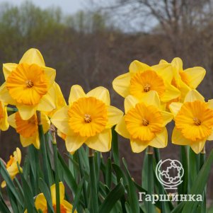 

Нарцисс Прайд оф Лайонс крупнокорончатый 2шт.