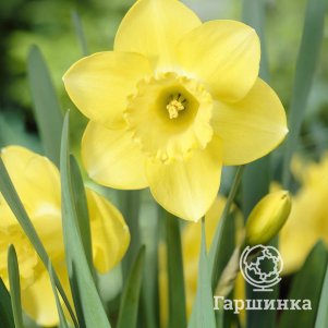 

Нарцисс Каирнгорм крупнокорончатый 2шт.