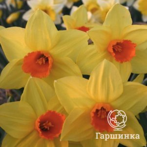 

Нарцисс Бракенхерст крупнокорончатый 2шт.