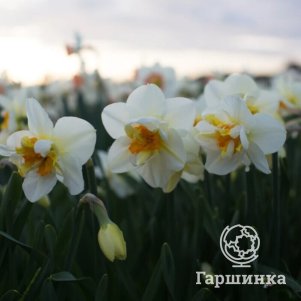 

Нарцисс Флауер Дрифт махровый 2шт