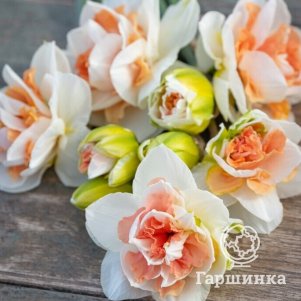 

Нарцисс Май Стори махровый 2 шт