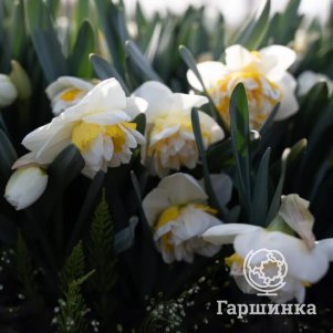 

Нарцисс Вествард махровый 2 шт
