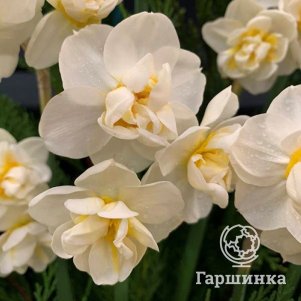 

Нарцисс Чирфулнес махровый 5шт