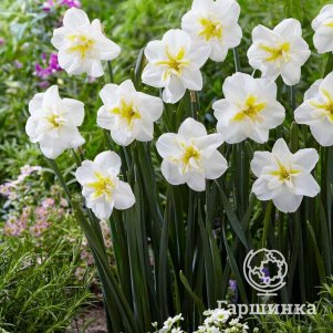 

Нарцисс Лемон Бьюти разрезнокорончатый 3 шт