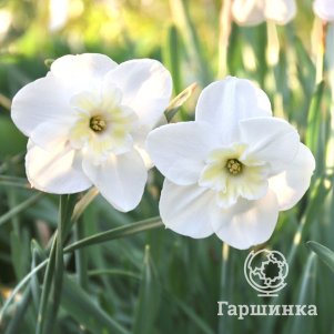 

Нарцисс Папиллон Бланк разрезнокорончатый 3 шт