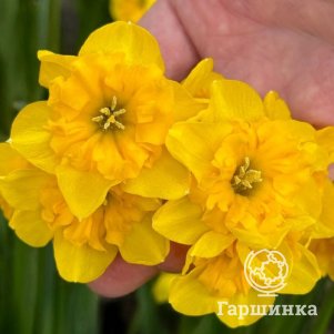 

Нарцисс Еллоу Пэррот разрезнокорончатый 3 шт