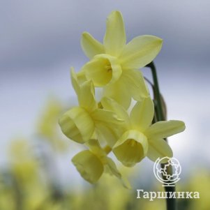 

Нарцисс Ангелс Бреф разрезнокорончатый 3 шт