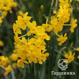 

Нарцисс Кордубенсис 10 шт