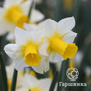 

Нарцисс Голден Эхо мини 5шт