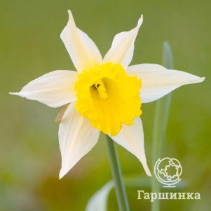 

Нарцисс Лобулярис 3 шт