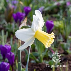 

Нарцисс Принцесса Амалия 3 шт
