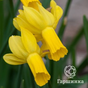 

Нарцисс Раптур 3 шт