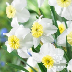 

Нарцисс Сеговиа 3 шт