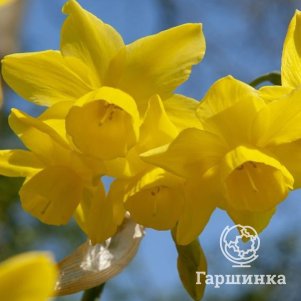 

Нарцисс Санлайт Сенсейшн 3 шт