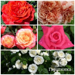 

Комплект из 5ти саженцев роз №3