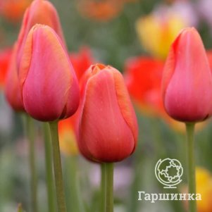 

Тюльпан Авиньон простой поздний 5шт