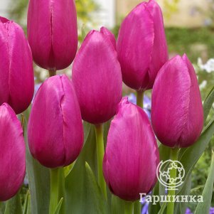 

Тюльпан Йосемит простой поздний 3шт.