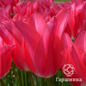 

Тюльпан Мариетта лилиецветный 4шт